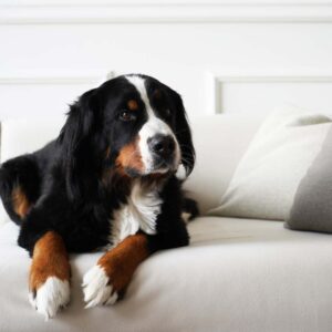 Fellow – PFOTENSICHER Microvelours Polsterstoff für Haustierhaushalte